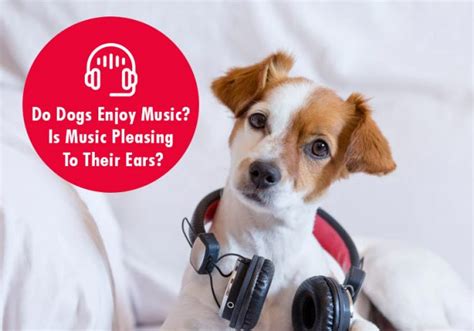 can dogs enjoy music? maybe it's time to rethink our relationship with them