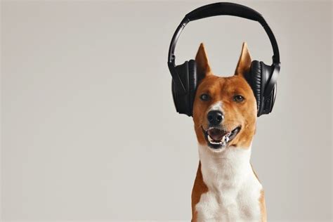 do dogs understand music? how their senses can be influenced by melodies